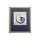 Set of Two Ocean Seashells Wall Art