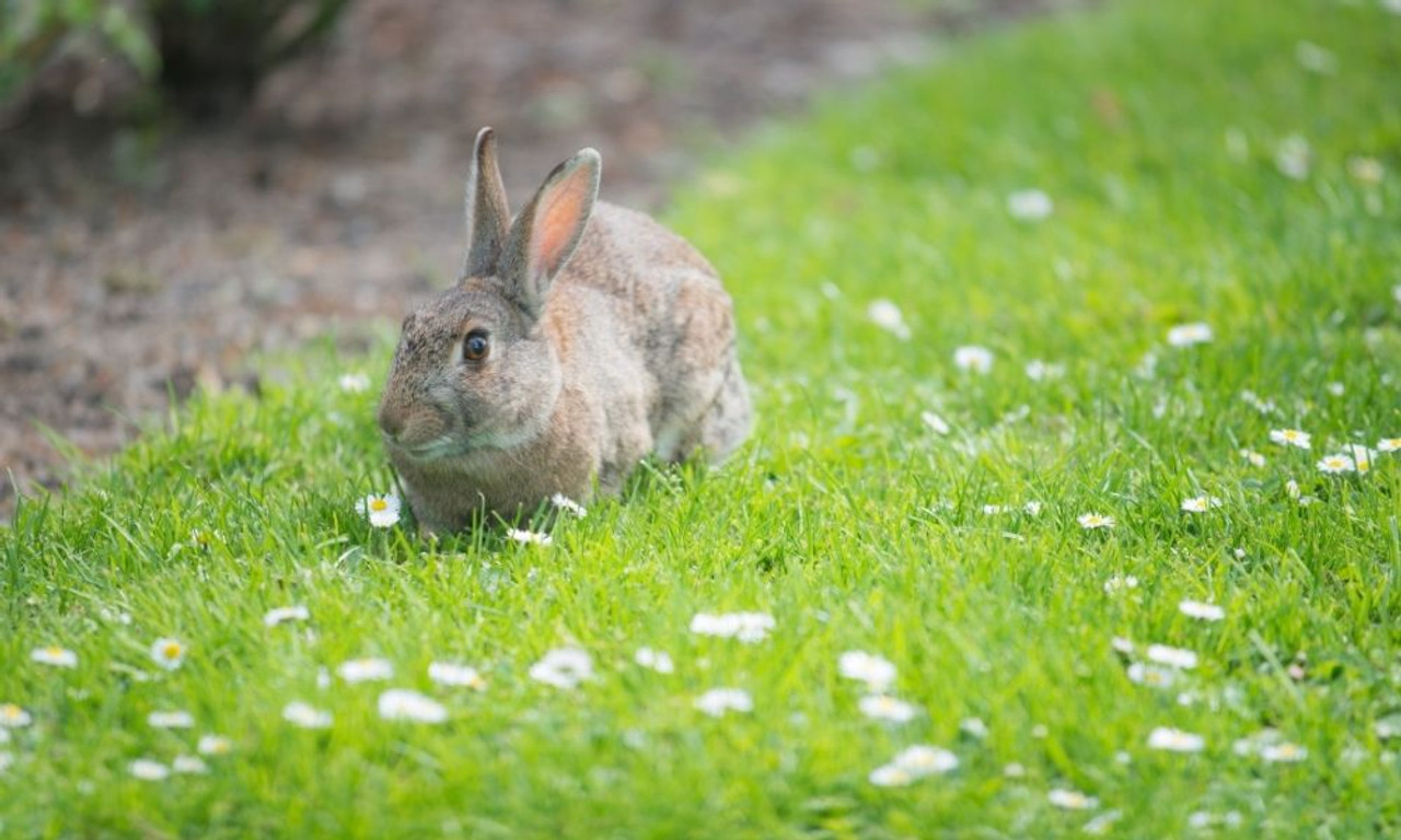 How To Keep Animals Out of Your Window Well Window Well Supply