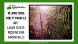 Keeping Those Creepy Crawlies Out: A Guide to Pest-Proofing Your Window Wells