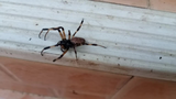 Ban Basement Spiders! Easy Tricks to Keep Them Out