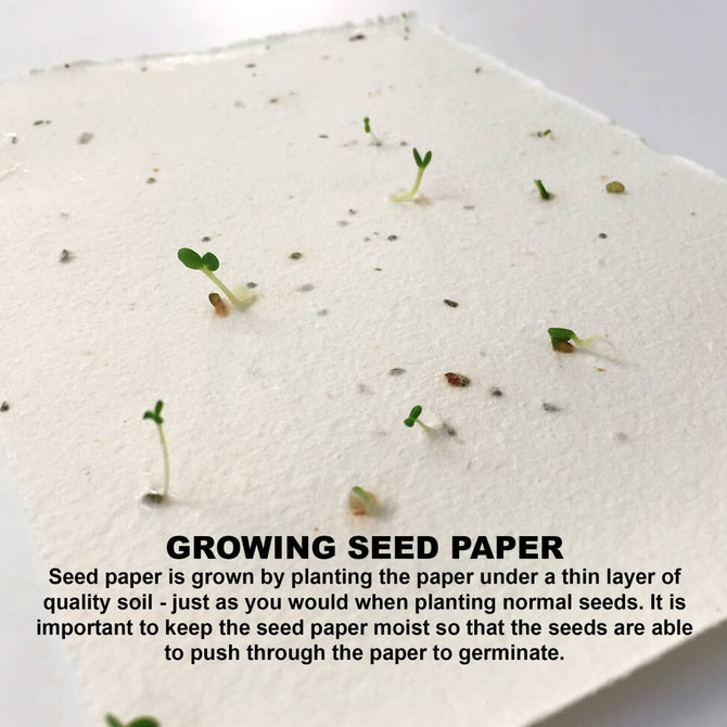 A sheet of seed paper with small green sprouts emerging, featuring a textured white background and tiny seeds.