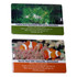 Two plastic cards featuring tropical designs, one with green foliage and the other with clownfish, each with a slot for a USB connector.