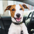 A smiling dog wearing a black collar with a colourful design, sitting inside a car.