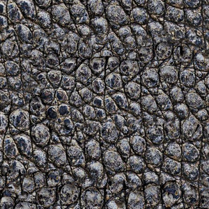 Alligator Skin