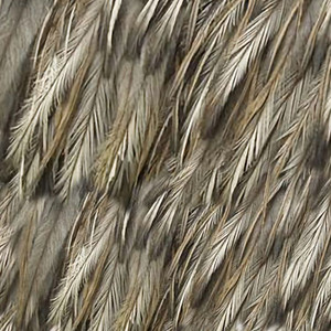 Birds of a Feather Birds of a Feather