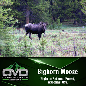 Bighorn Moose Poster Print