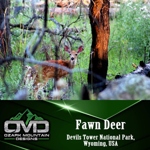 Fawn Deer Poster Print