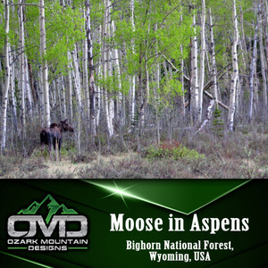 Moose in Aspens Poster Print