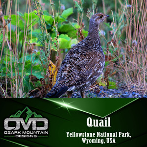 Quail Poster Print