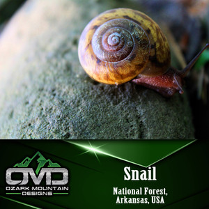 Snail Poster Print Snail Poster Print