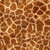 Giraffe Fur Pelt