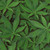 Cannabis Leaves