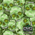 Green Skulls Green Skulls