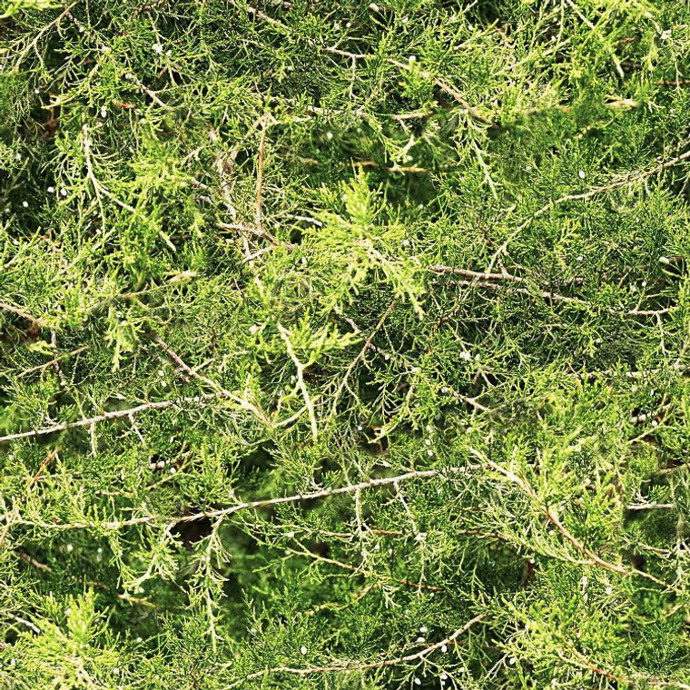 Cedar Tree Camouflage