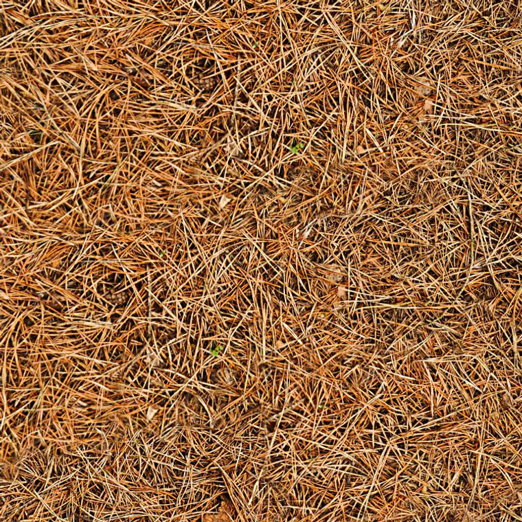 Pine Forest Floor Camo