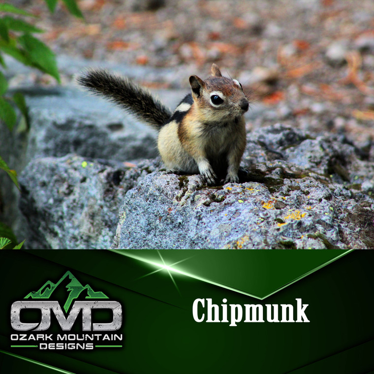 Chipmunk Poster Print