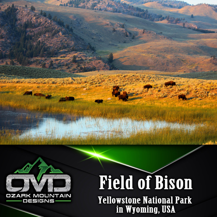 Field of Bison Poster Print