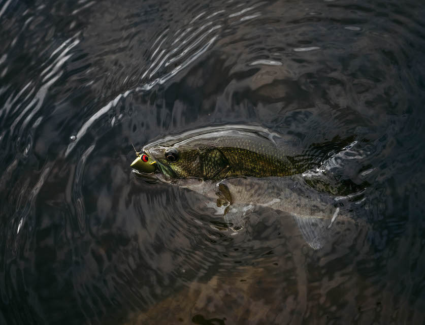 Bass Popper - Bass Fly - Umpqua Feather Merchants