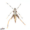 NO-BRAINER HOPPER