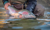 Wild Steelhead: A Call to Action