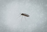 Winter Midges: How to Fish the Midge Hatch