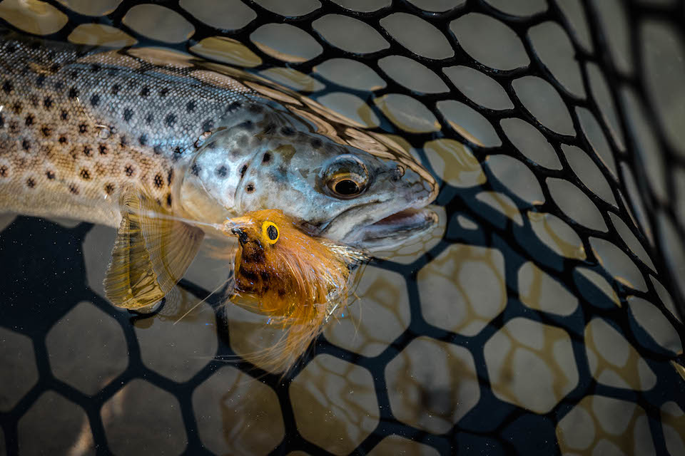 DOUBLE FUEGO gallery image