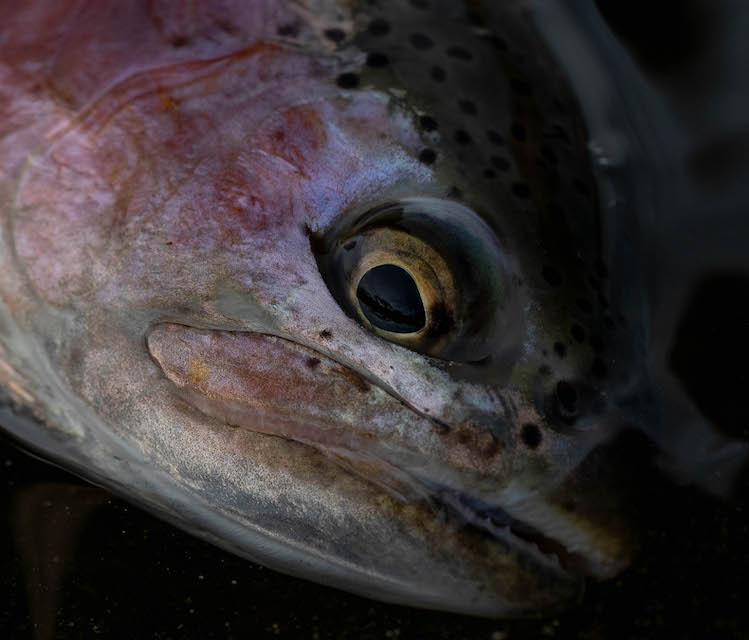 MASSACRE MIDGE gallery image