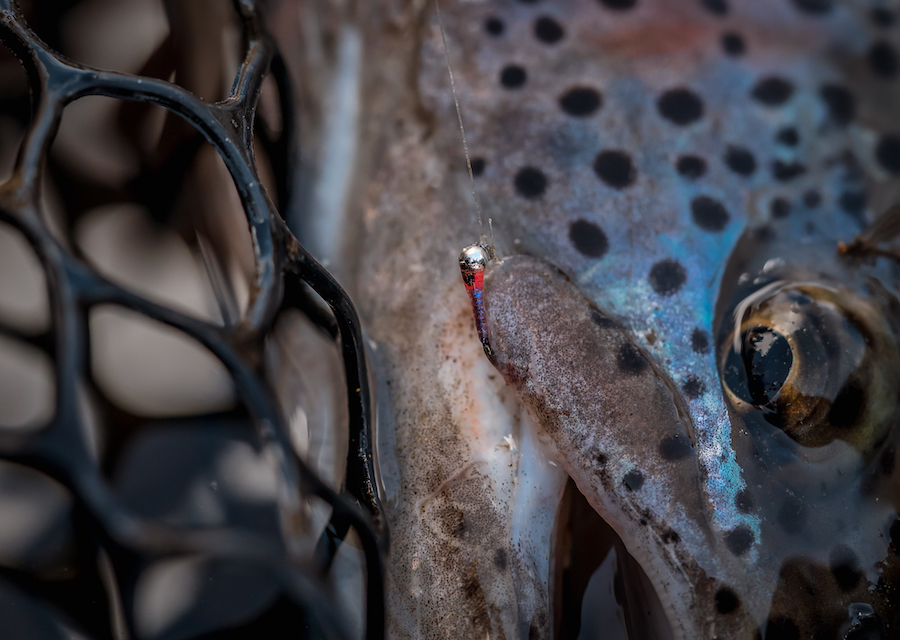 LITE BRITE PERDIGON gallery image