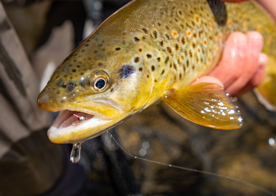 LITE BRITE PERDIGON gallery image