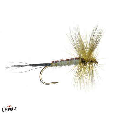 Evergreen_Green_Drake_Oliviero