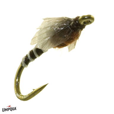 Medallion_Midge_Pupa_Dorsey__3