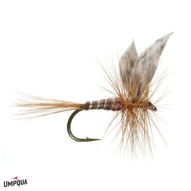 ア*ン様 March Brown Limited Diplomat Series March_Brown_American__38833.