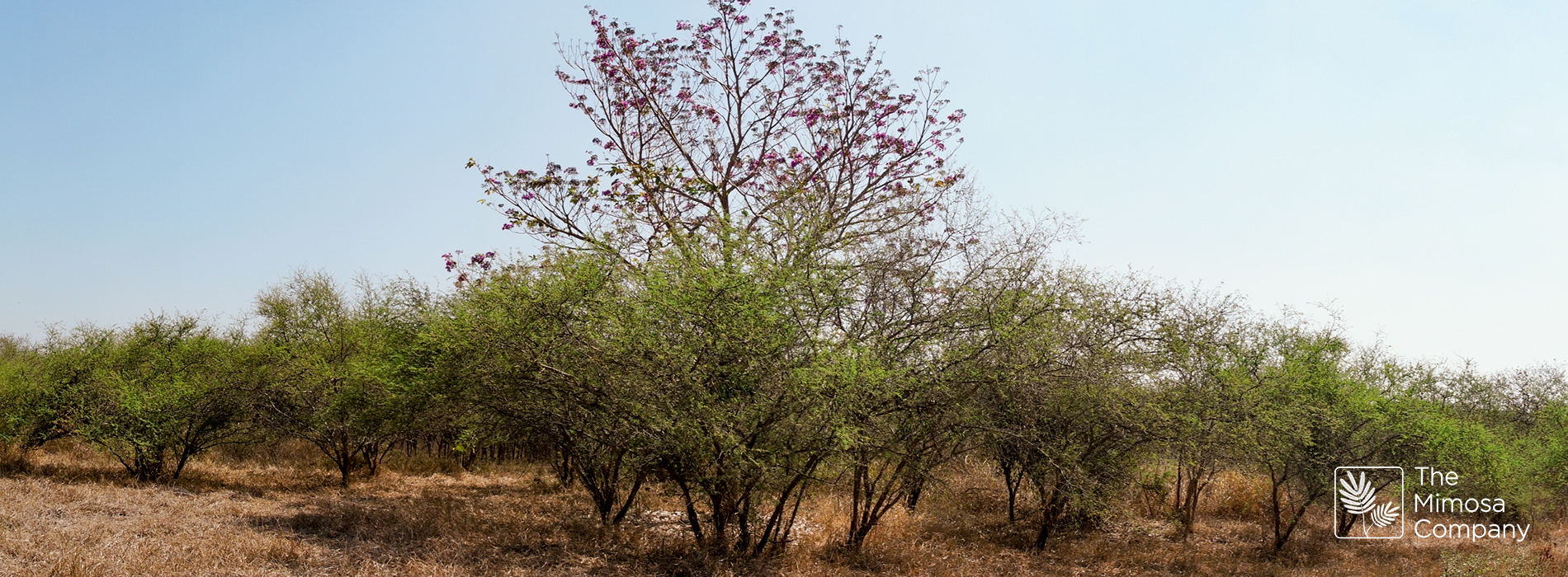 Exploring the Diverse Uses of Mimosa Hostilis Bark Mimosa Land