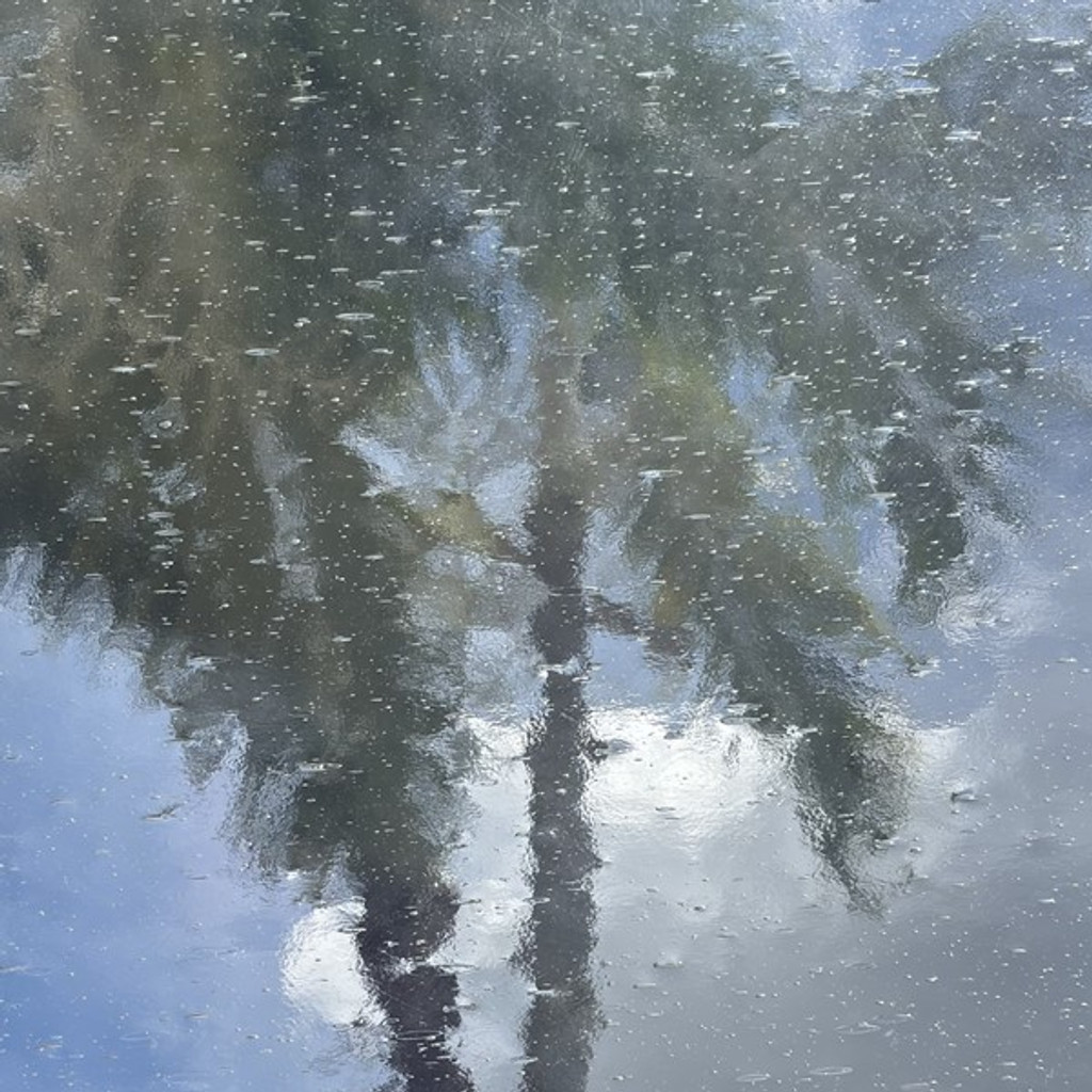 Clear Seedy (OGT-100SDY)