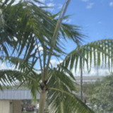 Special Clear Transparent 3mm (OGT-100SF)