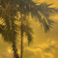 Light Amber Transparent (OGT-110.4SF)