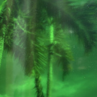 Medium Green Transparent (OGT-123SF)