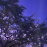 Grape Transparent (OGT-543-2SF)