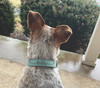 Leatherette Dog Collar