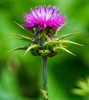 Milk Thistle (Silybum marianum)