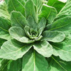 Mullein Leaf (Verbascum)