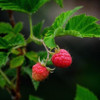 Raspberry Leaf (Rubus idaeus)