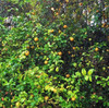 Bitter Orange Peel Tincture SOLD OUT