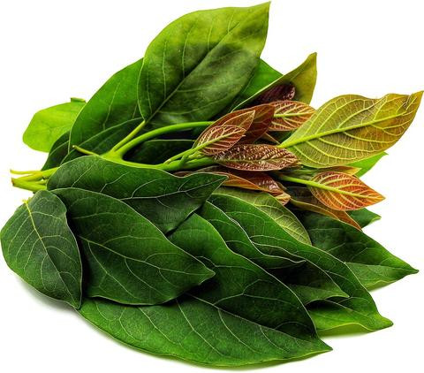 Avocado Leaf