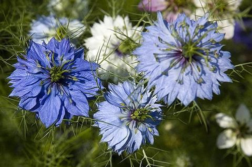 Black Cumin Seed (Nigella sativa)