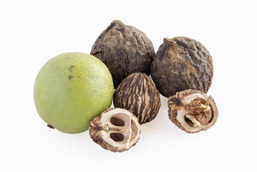 Black Walnut (Juglans nigra)