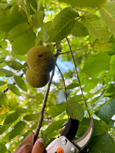 Black Walnut (Juglans nigra)