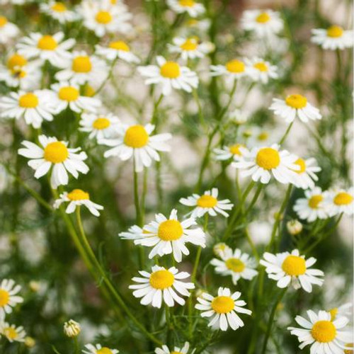 Chamomile, German (Matricaria chamomilla)