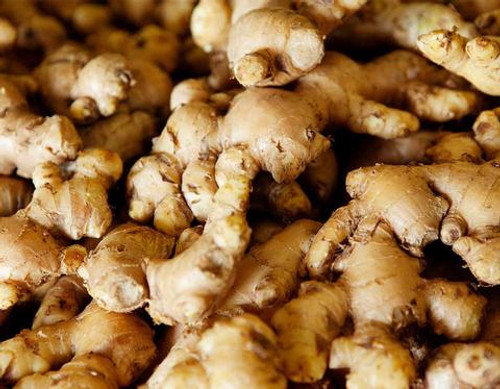 Ginger (Zingiber officinale)