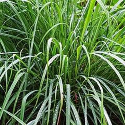 Lemongrass (Cymbopogon) 